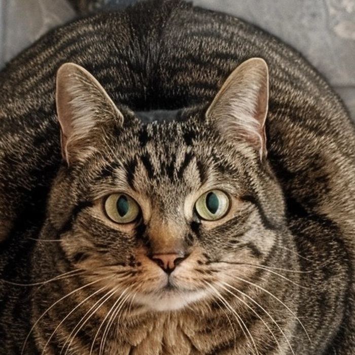 Penny the cat